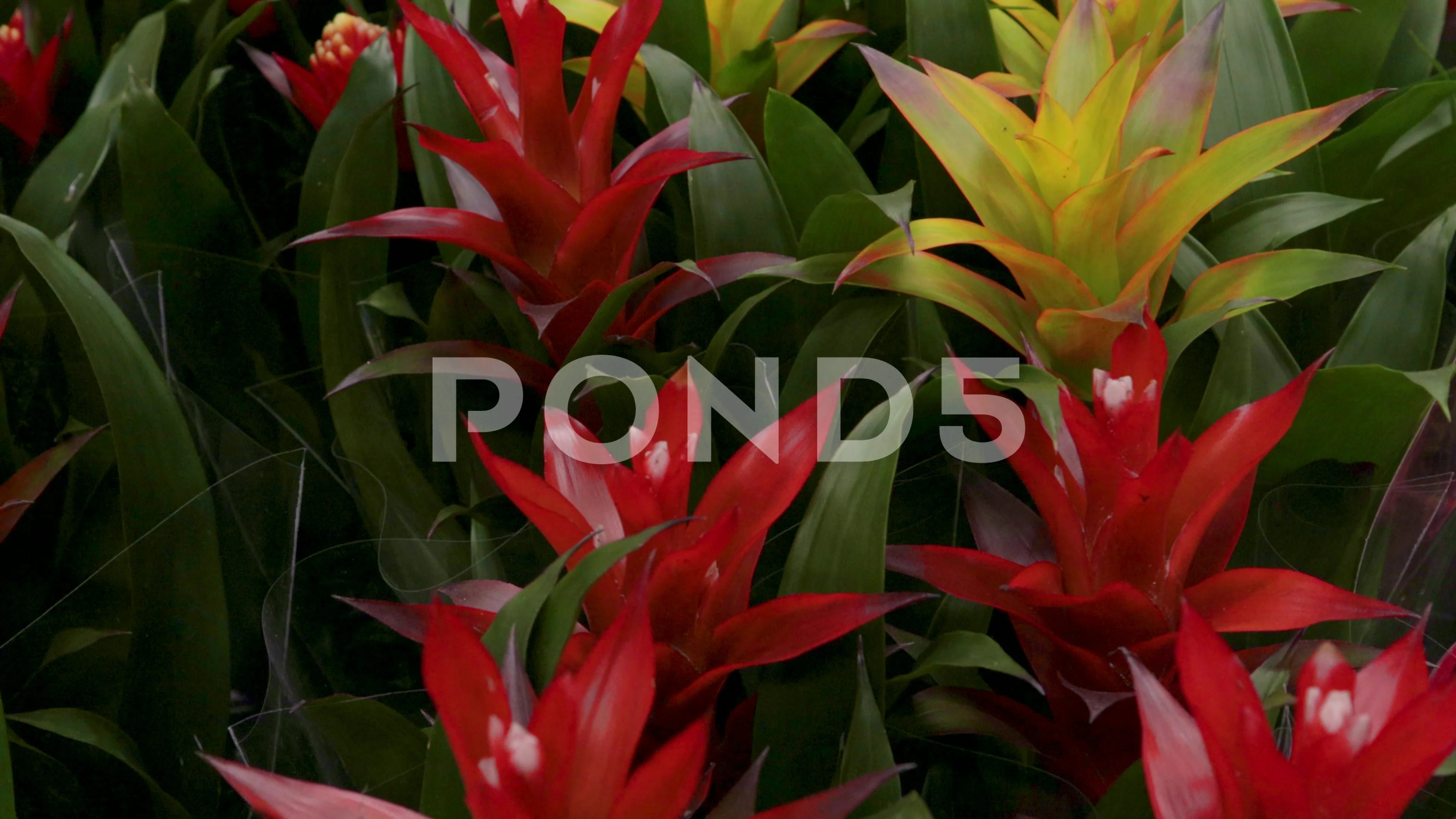 Bromelia Stock Footage ~ Royalty Free Stock Videos | Pond5