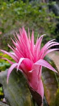 Bromelia Foto stock