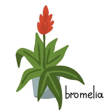 Bromelia vector illustration Stock Illustration
