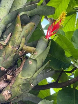 Bromeliad in bloom on the chestnut tree Stock Photos