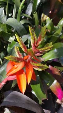 Bromeliad in bloom Stock Photos