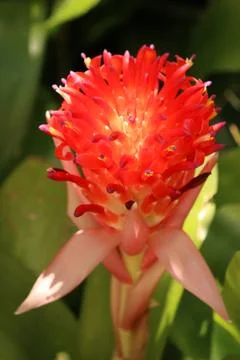 A bromeliad in bloom Foto stock