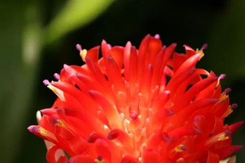 A bromeliad in bloom Stock Photos