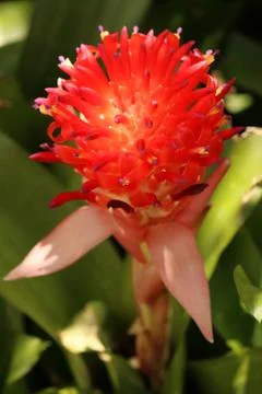 A bromeliad in bloom Stock Photos