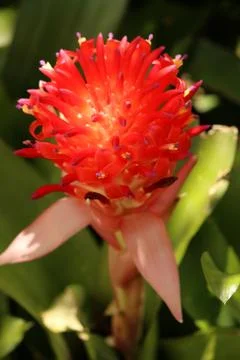 A bromeliad in bloom Foto stock