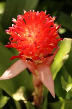 A bromeliad in bloom Stock Photos