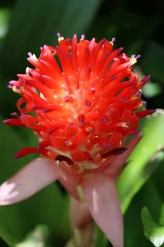 A bromeliad in bloom Stock Photos