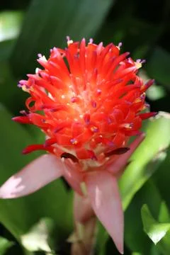 A bromeliad in bloom Stock Photos