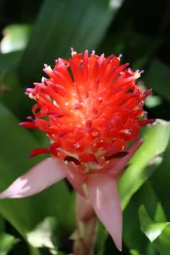 A bromeliad in bloom Stock Photos