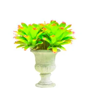 Bromeliad in concrete pot isolated Stock Photos