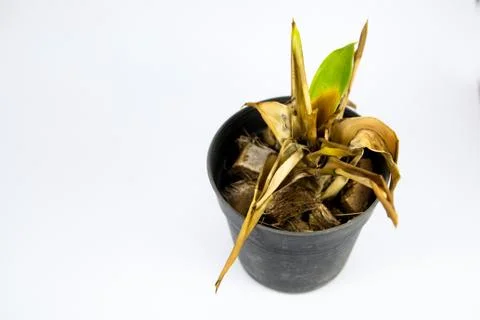 Bromeliad dead Stock Photos