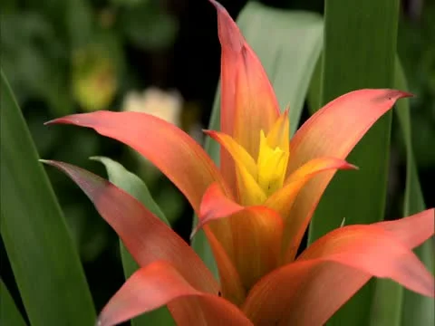 Bromeliad Flower Video stock 22242825