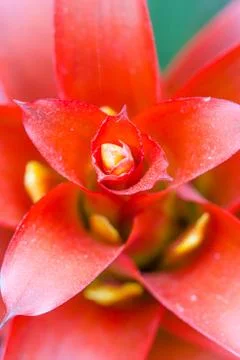 Bromeliad flower Stock Photos