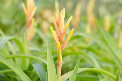 Bromeliad flower Stock Photos
