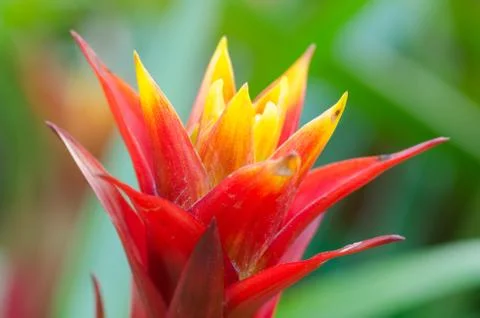 Bromeliad flower Stock Photos