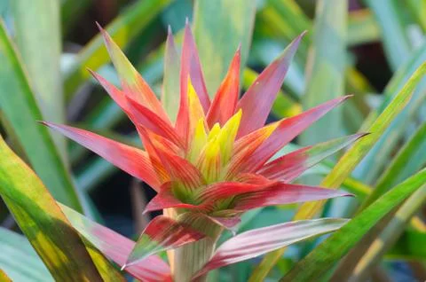 Bromeliad flower Stock Photos