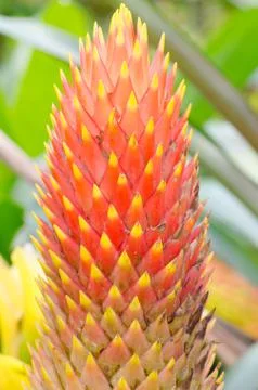 Bromeliad flower Stock Photos