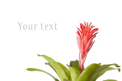 Bromeliad flower Stock Photos