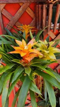 Bromeliad flower Fotos de archivo