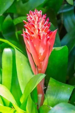 Bromeliad flower spike Stock Photos