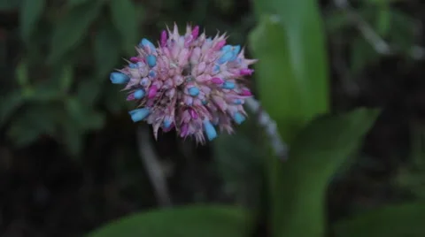 Bromeliad flower in tropical forest Stock Footage 57396776