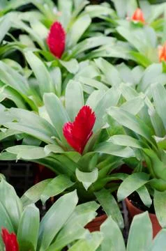 Bromeliad flowers Stock Photos