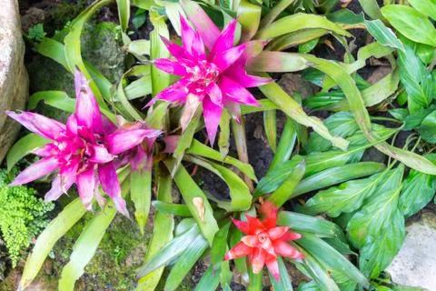Bromeliad flowers Stock Photos