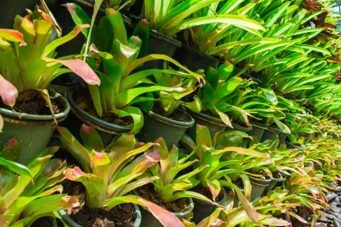 Bromeliad in the garden. Stock Photos