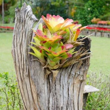 Bromeliad growing on stump Stock Photos