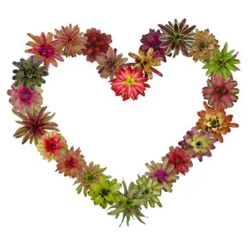 Bromeliad heart frame Stock Photos