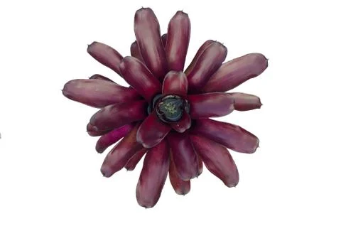 Bromeliad isolated on white background Stock Photos