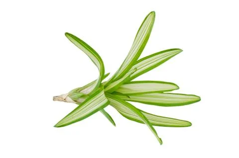 Bromeliad  isolated on white background Stock Photos