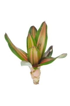 Bromeliad  isolated on white background Stock Photos