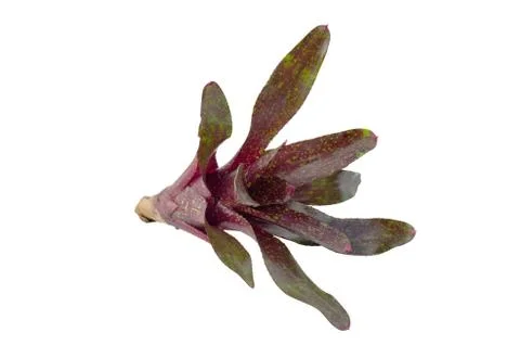 Bromeliad  isolated on white background Stock Photos
