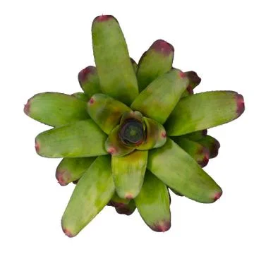 Bromeliad isolated on white background Stock Photos