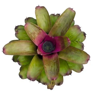 Bromeliad isolated on white background Stock Photos
