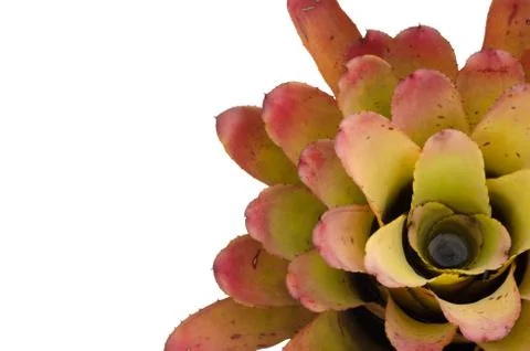 Bromeliad isolated on white background Stock Photos