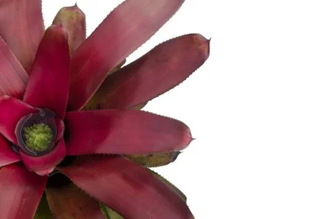 Bromeliad isolated on white background Stock Photos