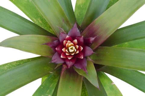 Bromeliad isolated on white background Stock Photos
