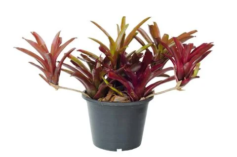 Bromeliad isolated on white background Stock Photos