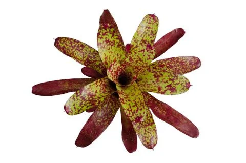 Bromeliad isolated on white background Stock Photos
