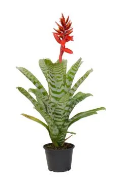 Bromeliad isolated on white background Stock Photos