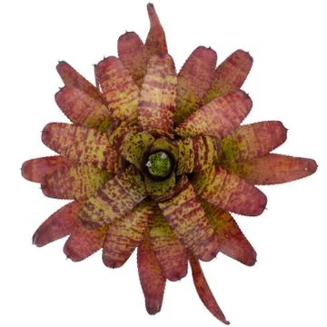 Bromeliad isolated on white background Stock Photos