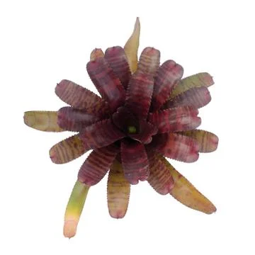 Bromeliad isolated on white background Stock Photos
