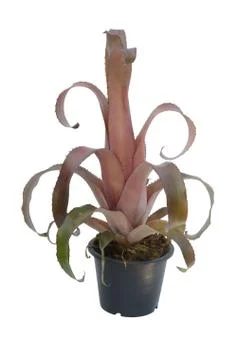 Bromeliad isolated on white background Stock Photos