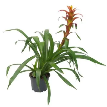 Bromeliad isolated on white background Stock Photos