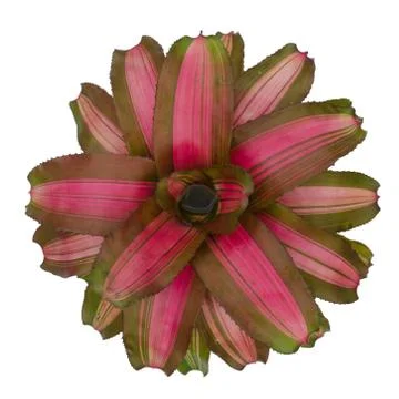 Bromeliad isolated on white background Stock Photos