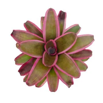 Bromeliad isolated on white background Stock Photos