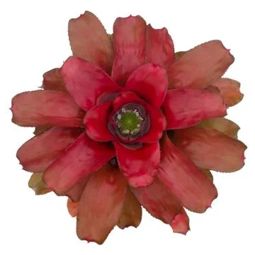 Bromeliad isolated on white background Stock Photos