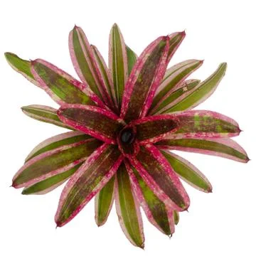 Bromeliad isolated on white background Stock Photos